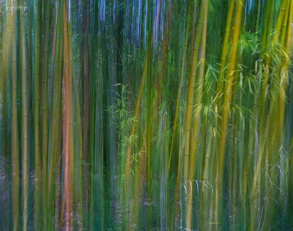 ICM Bamboo by jgpittenger