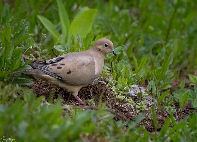 Mourning Dove 2