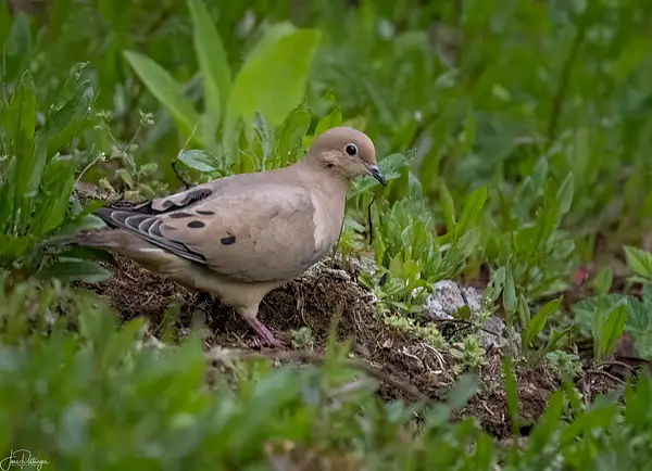 Mourning Dove 2 by jgpittenger
