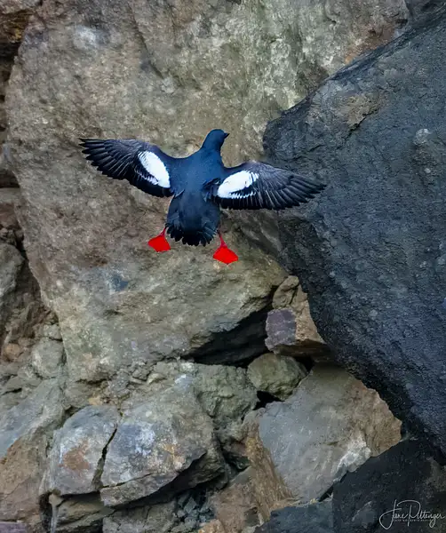 Pigeon Guillemot Flying by jgpittenger