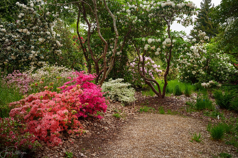 Path Through the Blooms