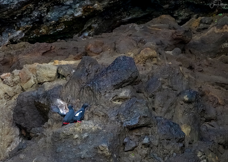 Pigeon Guillemots Courting