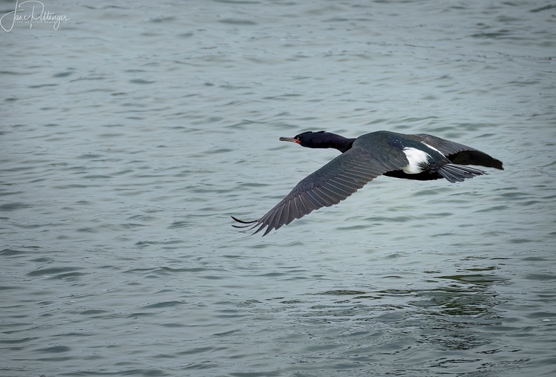 Red Faced Cormorant Flying
