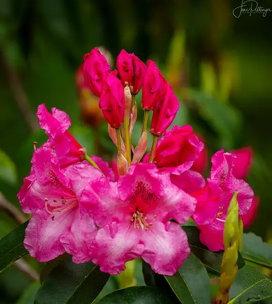 Rhodie Blooms by jgpittenger