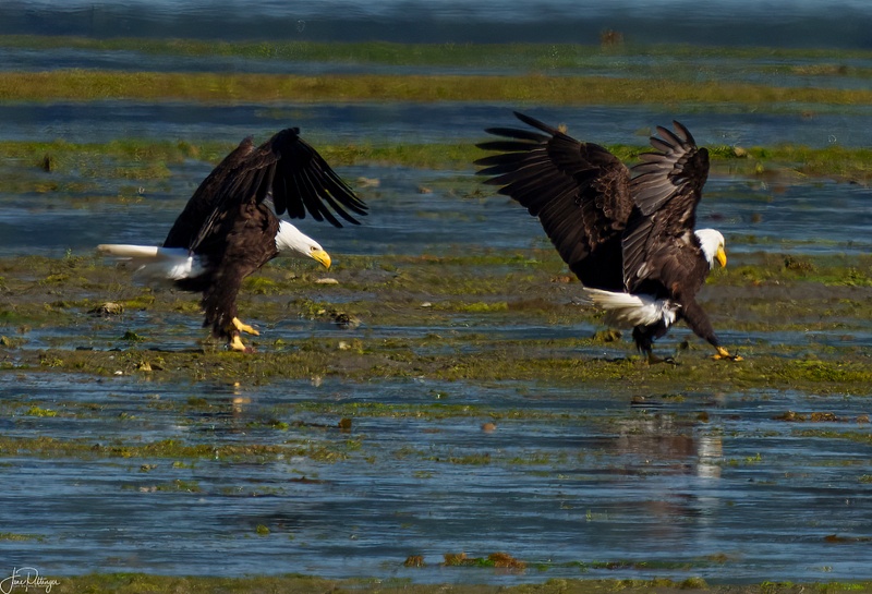 Two Eages Landing
