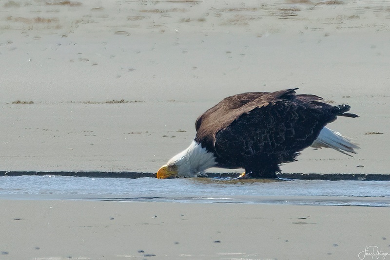 Bald Eagle Getting a Drink