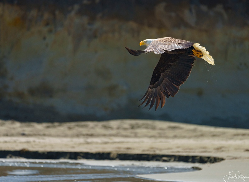 Bald Eagle Flying Over Washburne Beach