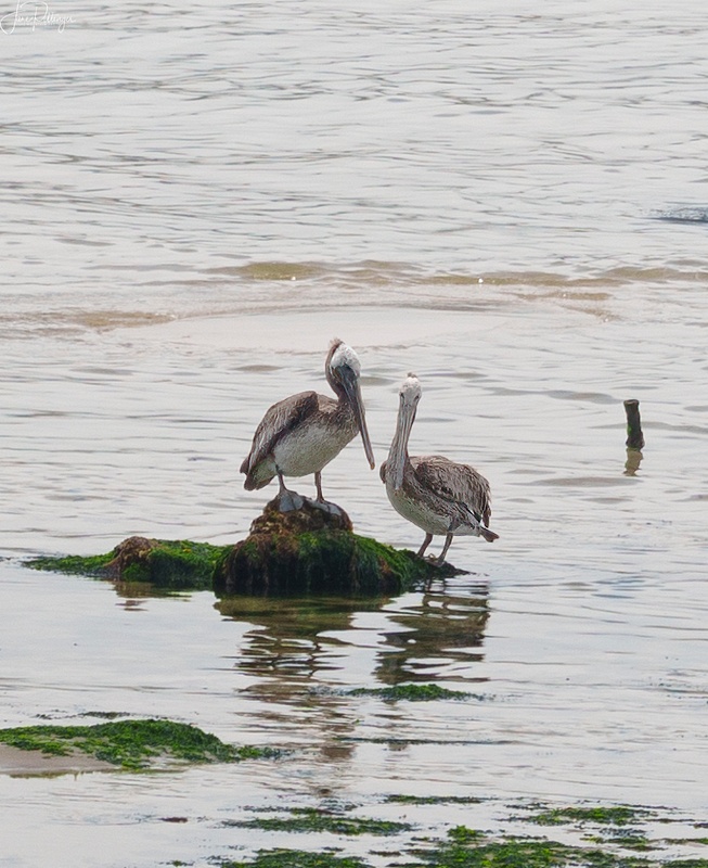 Brown Pelican Courting