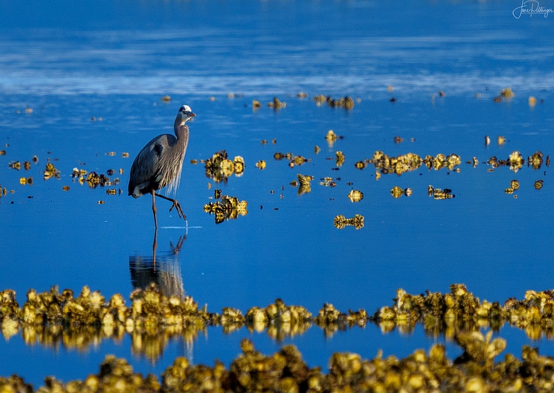 Blue Heron On a Stroll in the Oyster Beds