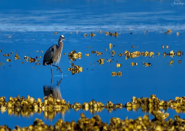 Blue Heron On a Stroll in the Oyster Beds by jgpittenger