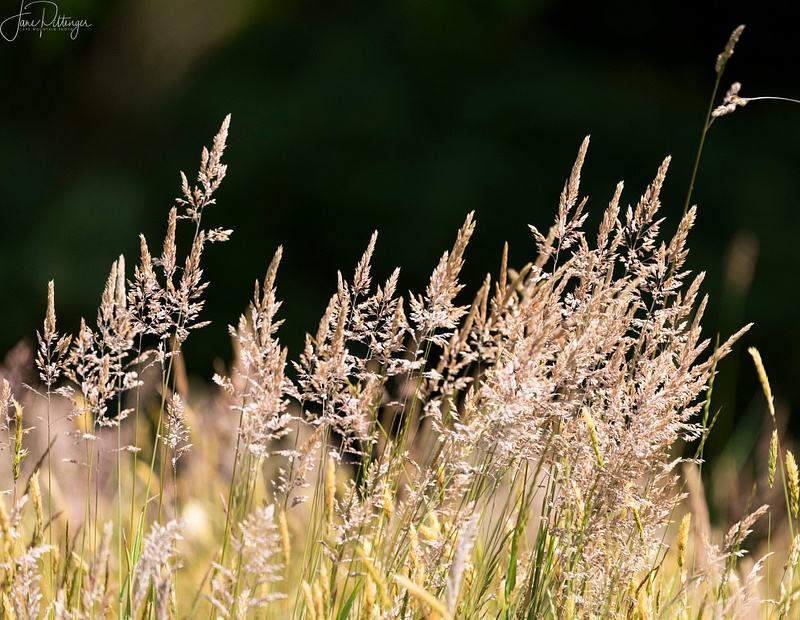 Grasses Blowing in the Wind