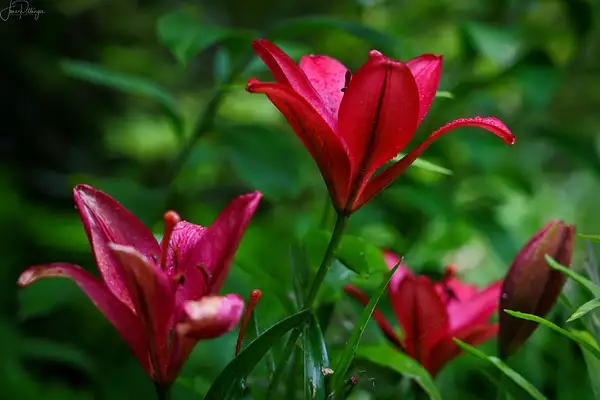 Red Lilies by jgpittenger