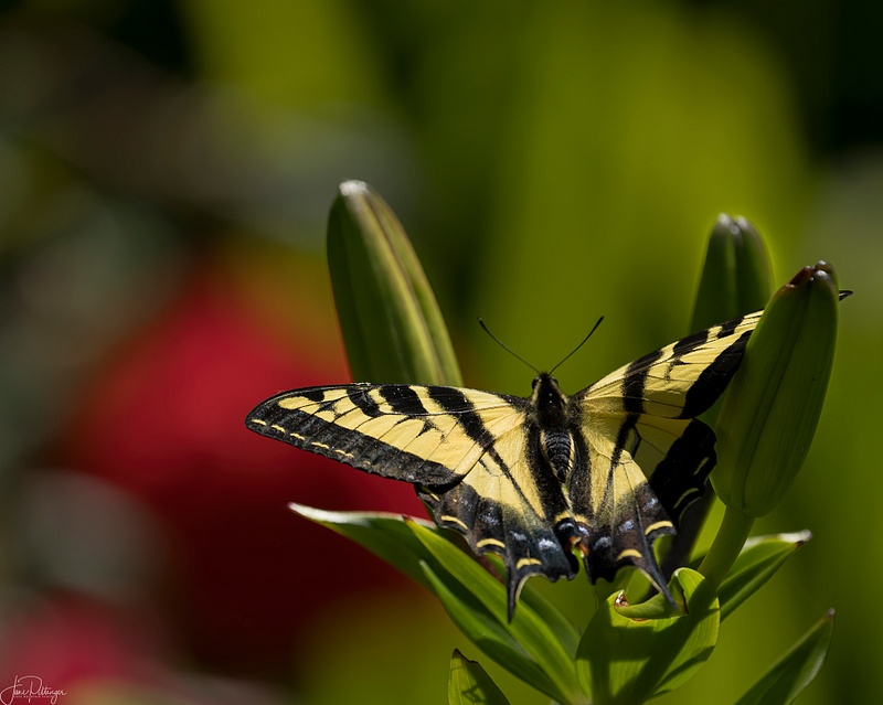 Swallowtail on Lily Buds