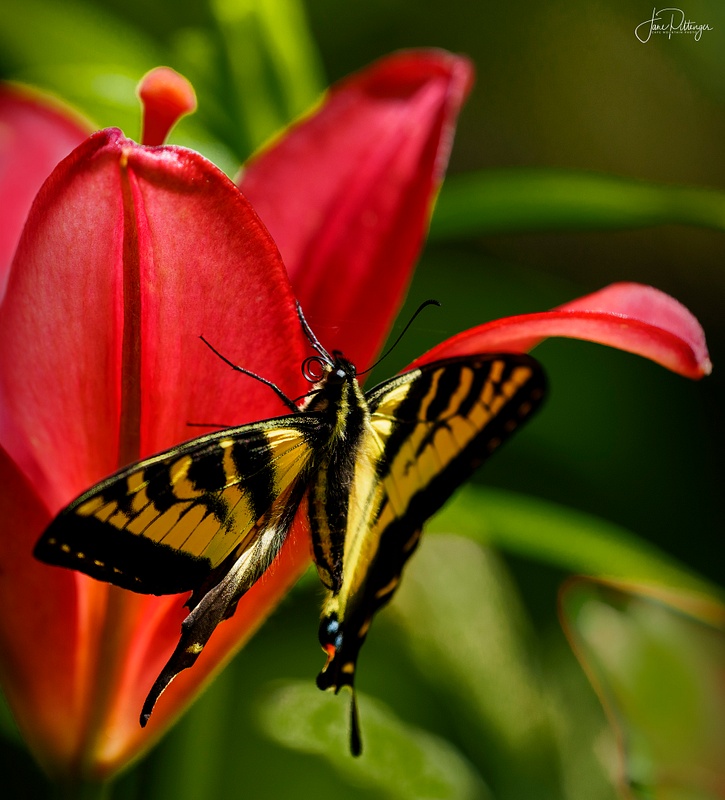 Swallowtail on Lily