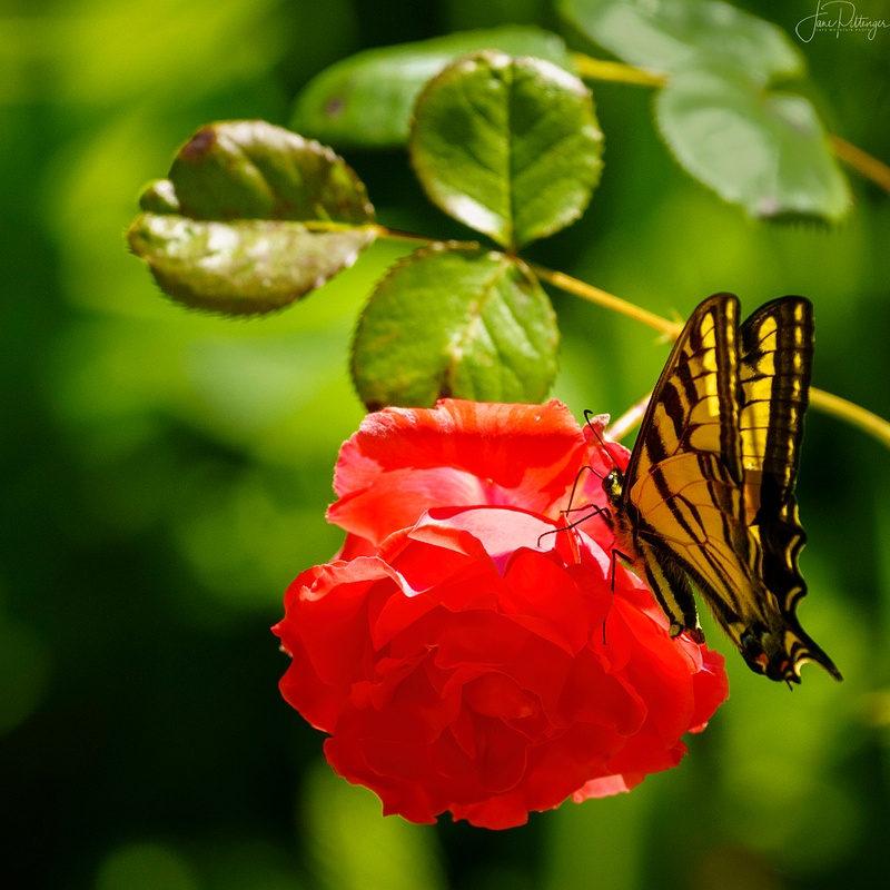Swallowtail on Rose