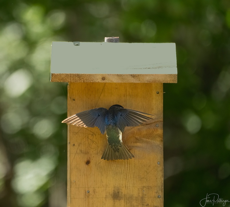 Tree Swallow Bringing Food for Babies