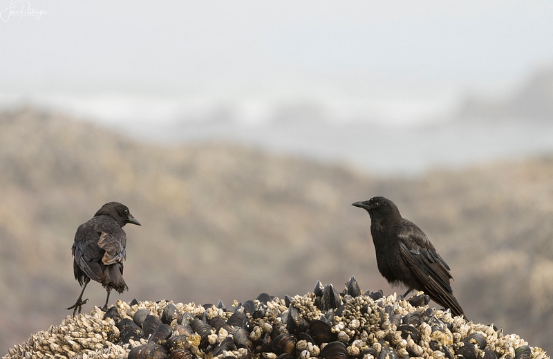 Ravens On the Barnacles