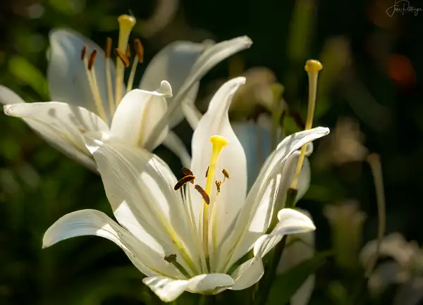 White Lily by jgpittenger