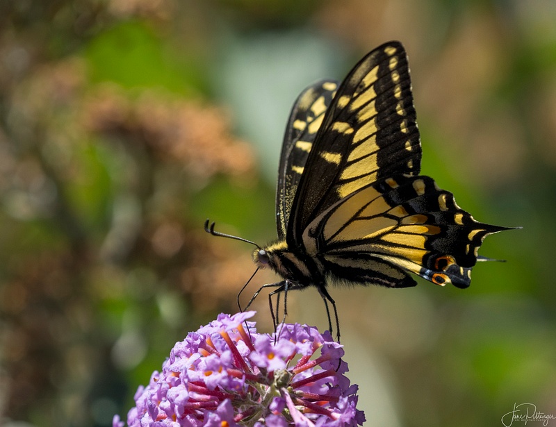 Swallowtail Stepping Lightly
