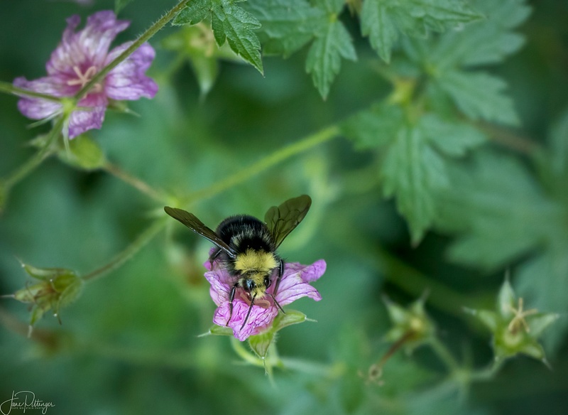 Bee on Wild Geranium
