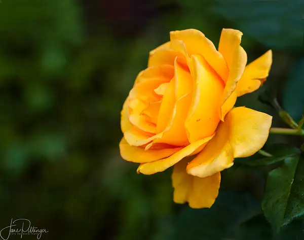 Golden Rose by jgpittenger