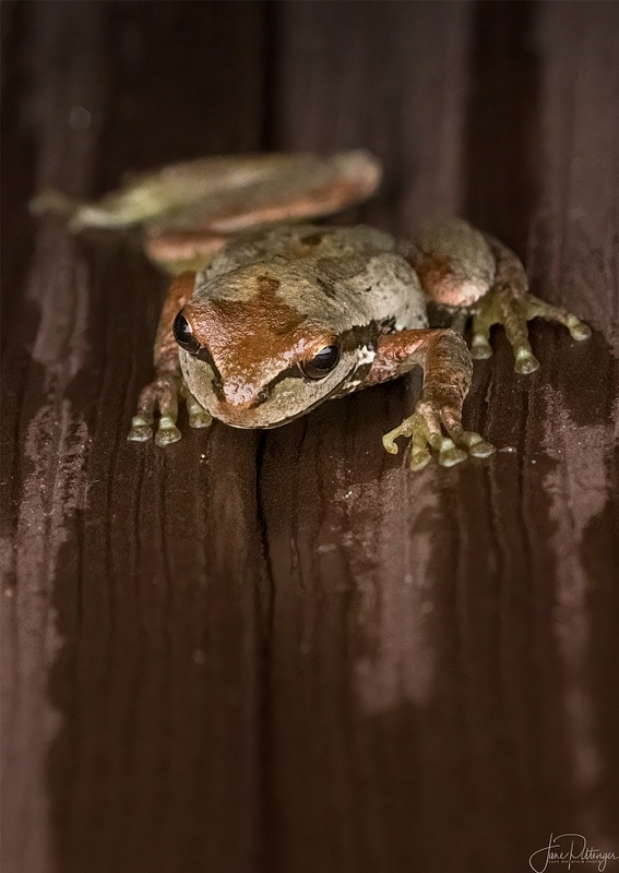 Little Tree Frog Climbing Up Hot Tub