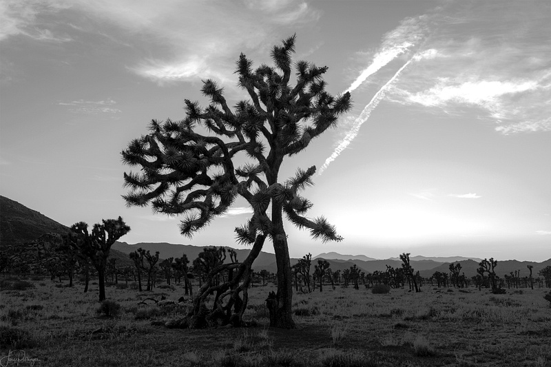 B and W Trees and Clouds at Sunset