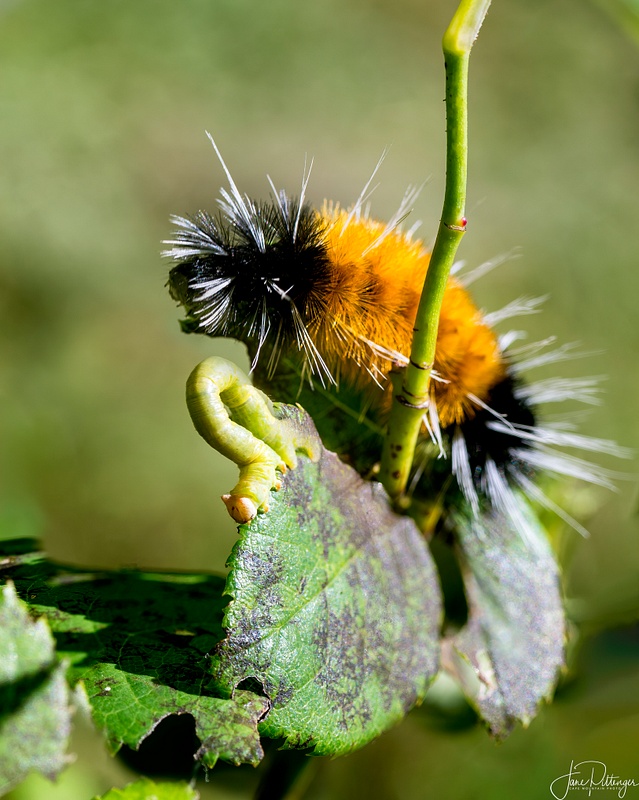 Caterpillar and Inchworm Munching Together