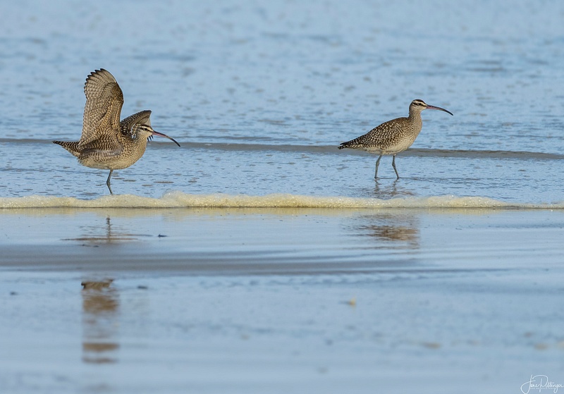 One Legged Whimbrel and Friend