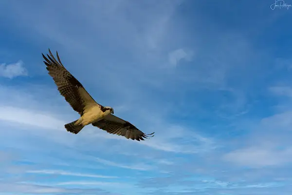 Osprey Fly Over by jgpittenger