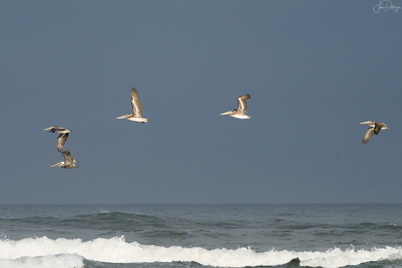 Pelicans Flying South