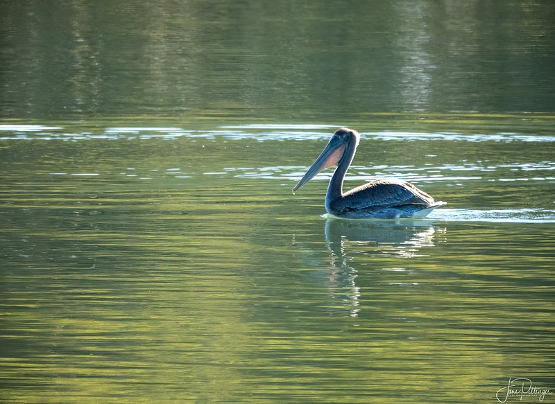 Pelican Floating in the Sunlight