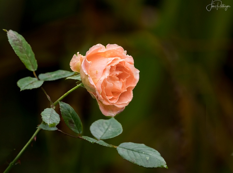 Last Rose After the Rain