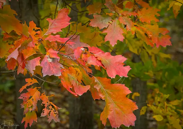 Autumn Leaves by jgpittenger