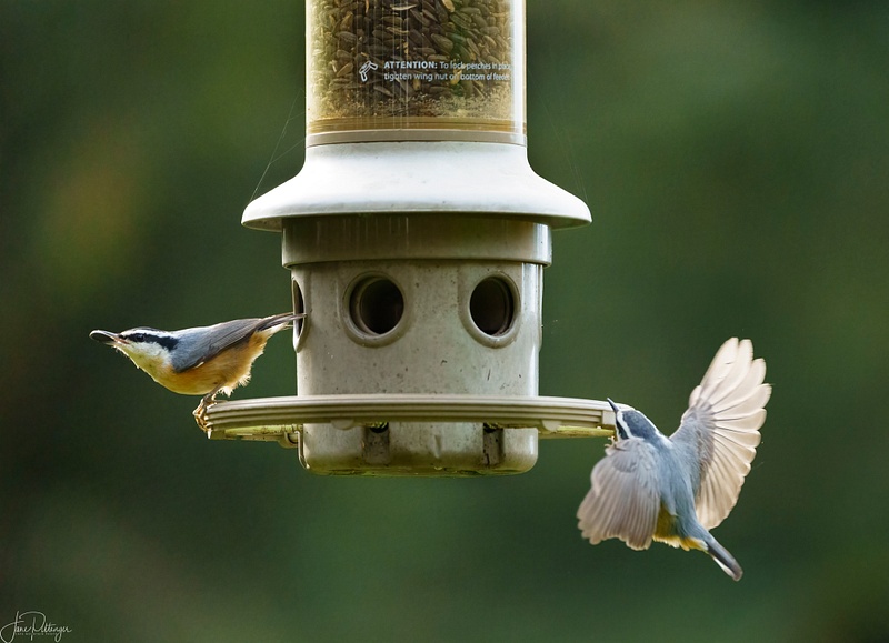 Two Nuthatches at the Feeder