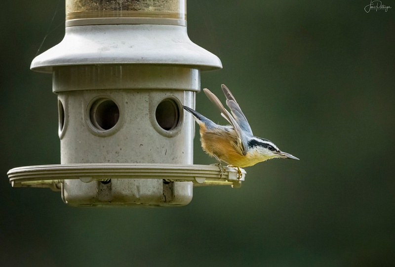 Nuthatch Leaving