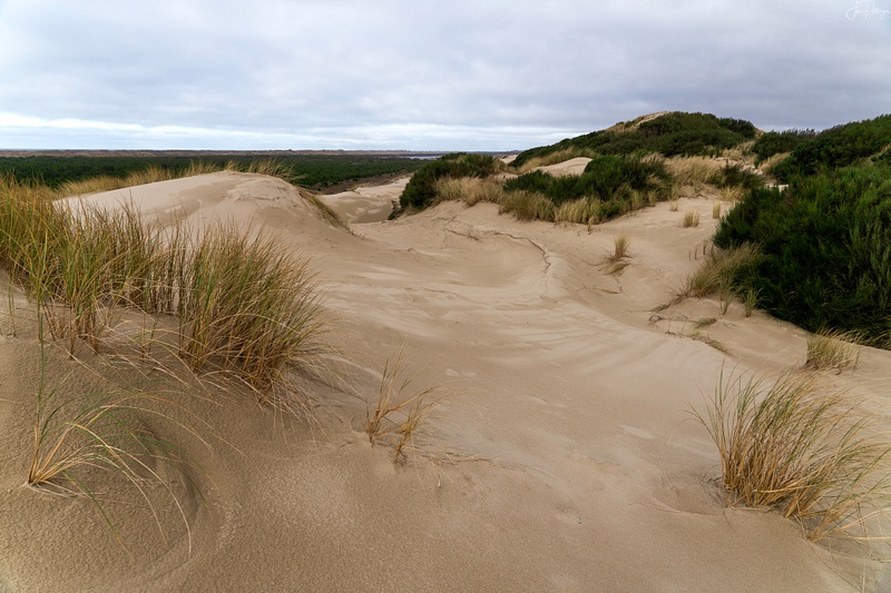 Dunes on South Jetty Trail