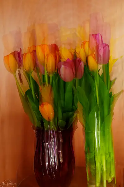 ICM Tulips by jgpittenger