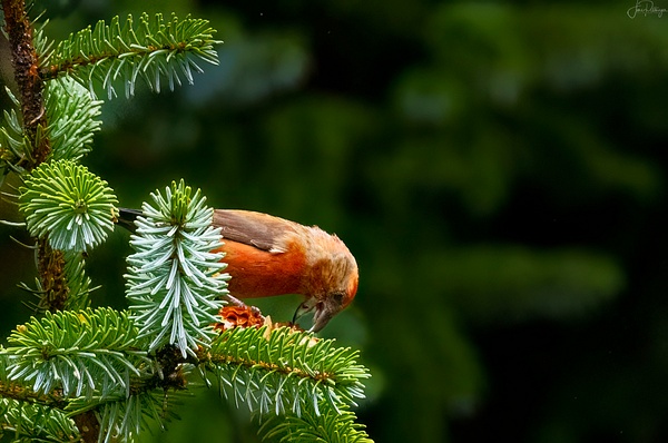 Crossbills Gathering Pine Nuts 2