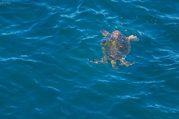 Sea Turtle Under Water by jgpittenger