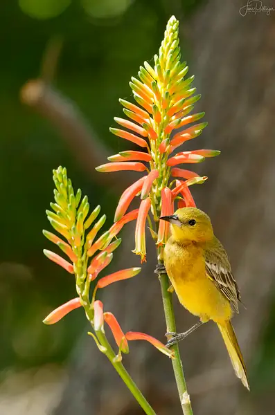 Yellow Bird Sitting Pretty in Todos Santos by jgpittenger