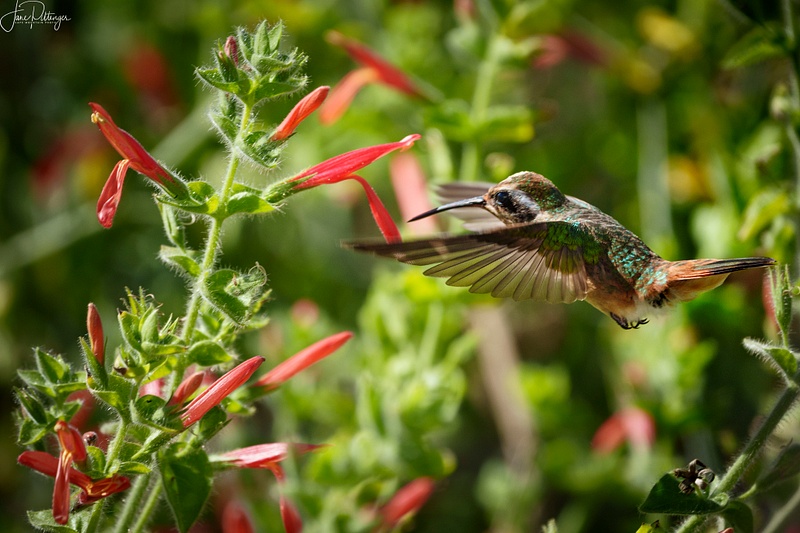 Allens Hummingbird in Blooms