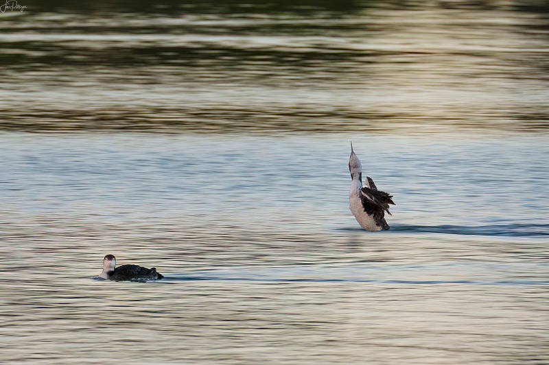 Loon Courting Display