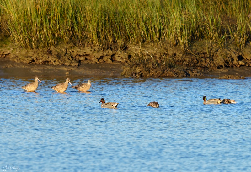 Marbled Godwits and Green Winged Teals