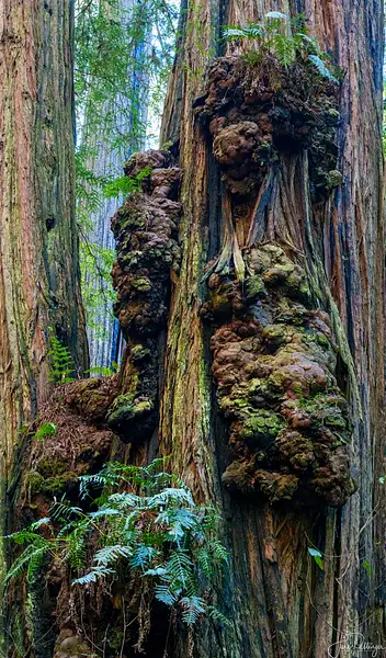 Redwood Burl by jgpittenger