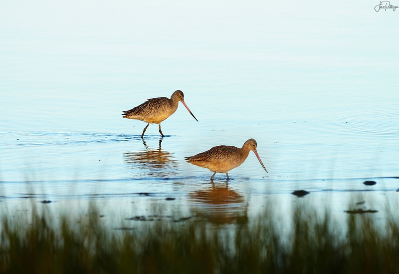 Two Marbled Godwits Looking for Breakfast