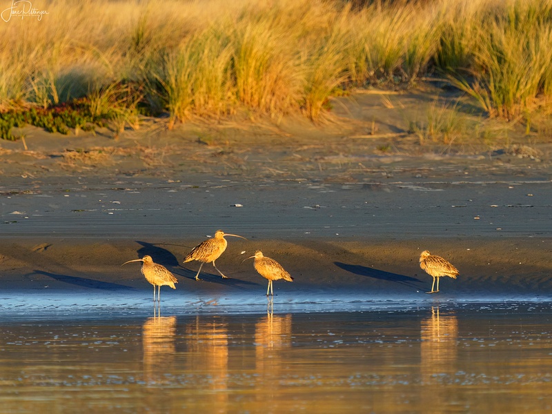 Whimbrels in the golden dawn