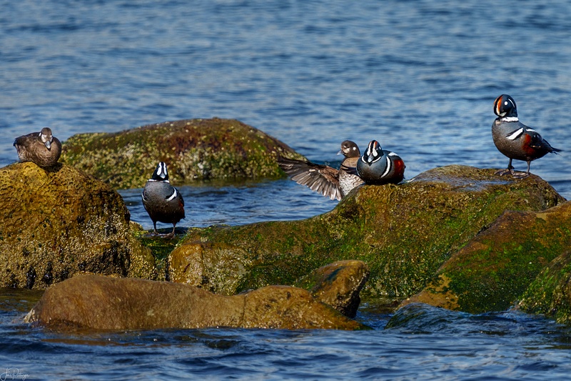 Harlequin Ducks on Rocks