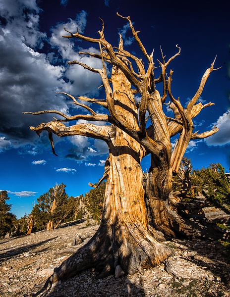 Dancing Bristlecone Pines-Jerry Forrest