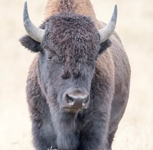 bison closeup by Gail Goldstein